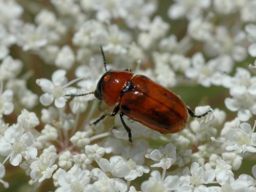 Réf. 21 600 : Coptocephala sp.
