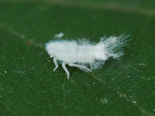 Metcalfa pruinosa