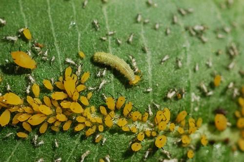 Réf. 21 743 : Aphis nerii