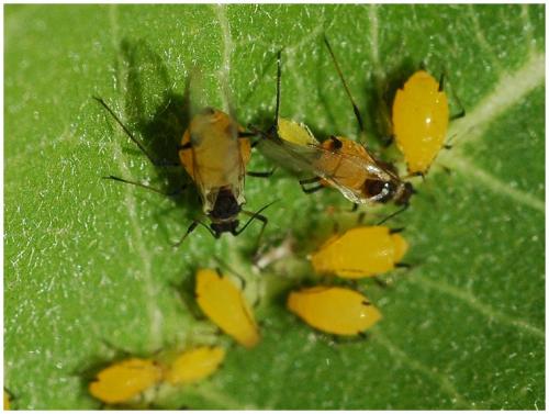 Aphis nerii