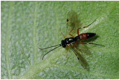 Diplazon laetatorius