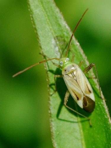 Réf. 21 802 : Adelphocoris sp.