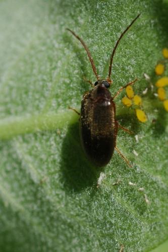Hymenalia rufipes