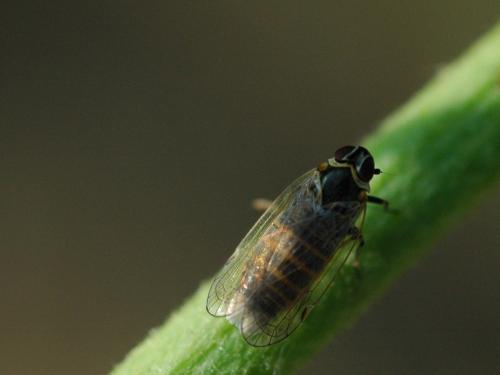 Hyalesthes sp.