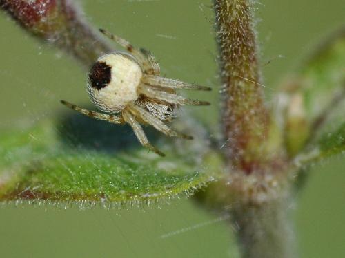 Agalenatea redii