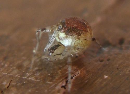 Theridion varians