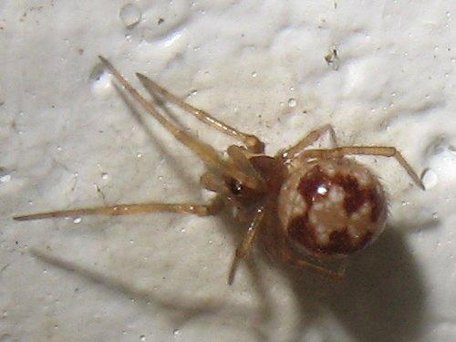Réf. 21 498 : Steatoda triangulosa
