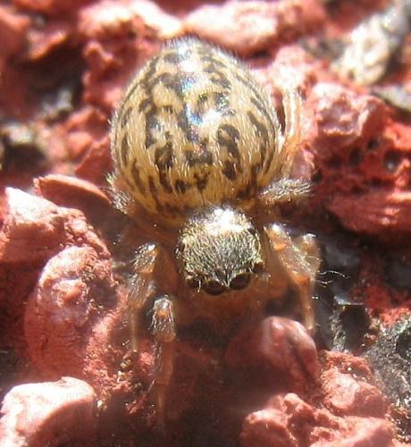 Réf. 21 300 : Euophrys frontalis