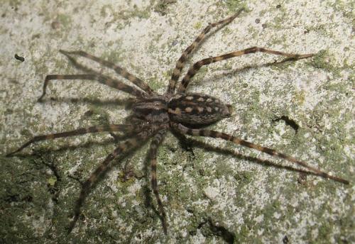 Réf. 21 325 : Tegenaria silvestris
