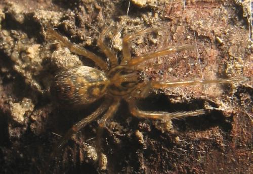 Tegenaria sp.
