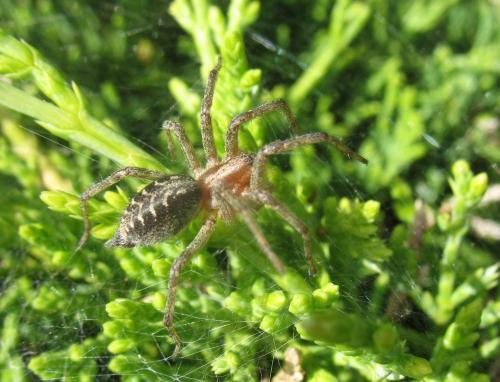 Agelena labyrinthica