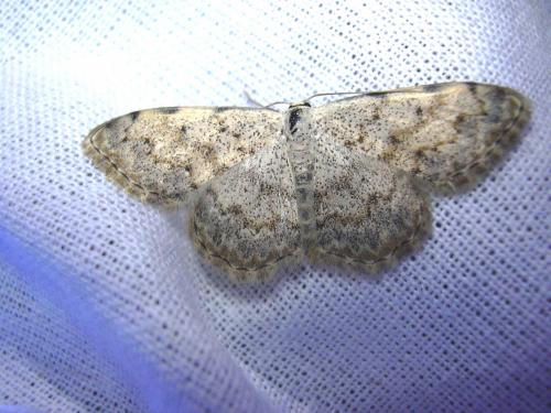 Scopula submutata