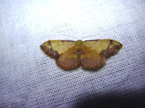 Idaea ostrinaria