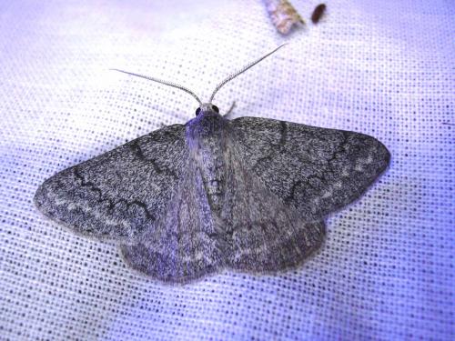Pseudoterpna coronillaria