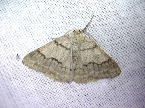 Pseudoterpna coronillaria
