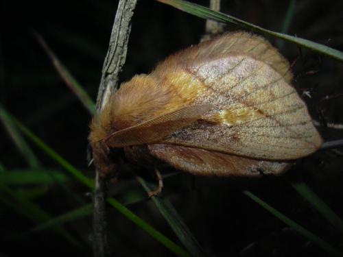 Réf. 21 674 : Euthrix potatoria