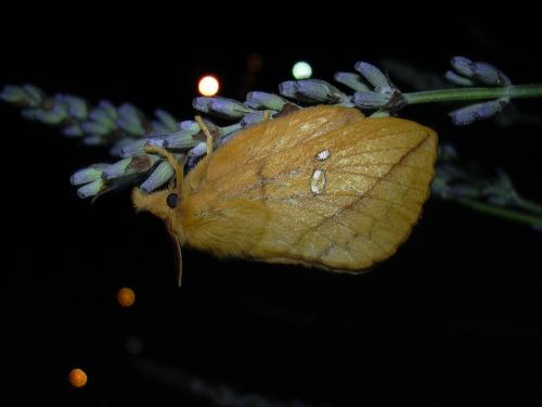 Réf. 21 675 : Euthrix potatoria
