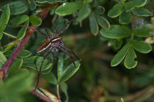 Pisaura mirabilis