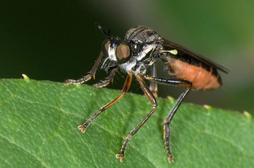 Dioctria hyalipennis