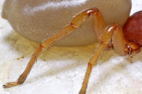 Dysdera sp.