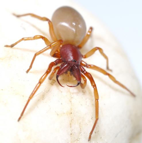 Réf. 21 375 : Dysdera sp.