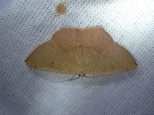 Cyclophora puppillaria