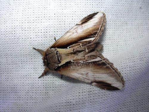Pheosia gnoma