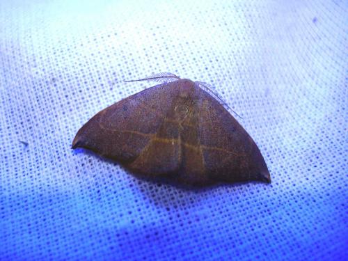 Watsonalla sp.