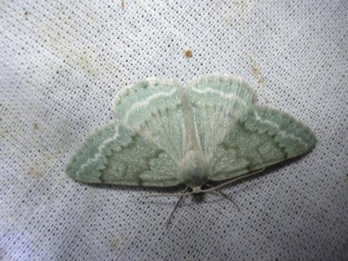 Réf. 21 395 : Pseudoterpna pruinata