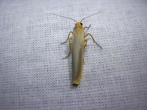 Eilema complana
