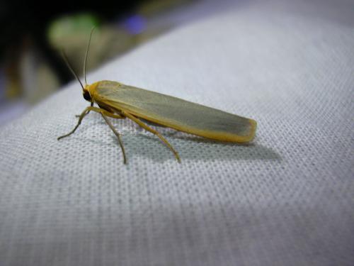 Eilema complana