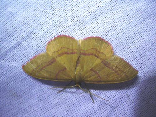 Réf. 21 126 : Rhodostrophia calabra