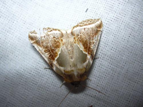 Réf. 21 496 : Habrosyne pyritoides