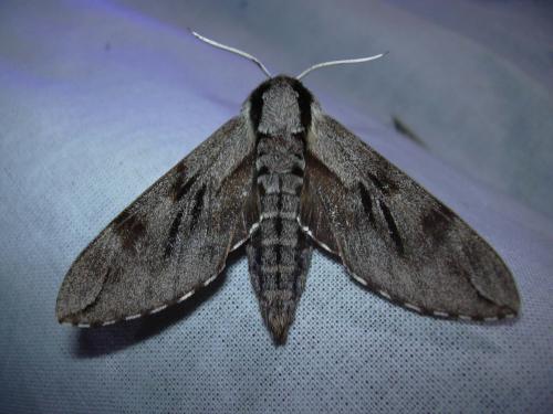 Réf. 21 351 : Sphinx pinastri