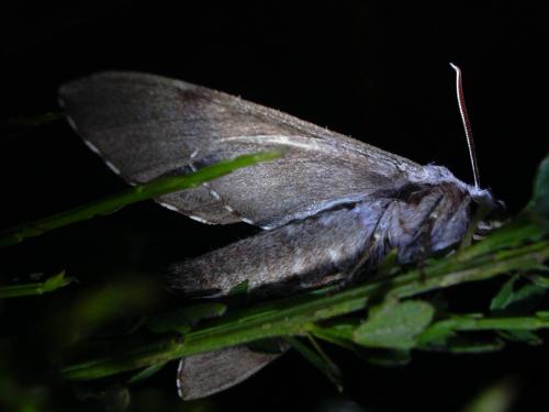 Sphinx pinastri