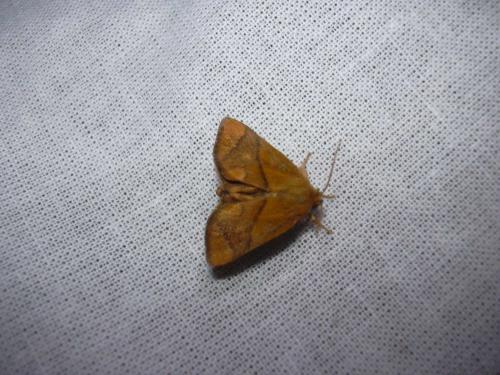Réf. 21 446 : Apoda limacodes