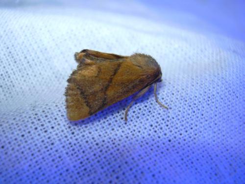 Réf. 21 447 : Apoda limacodes