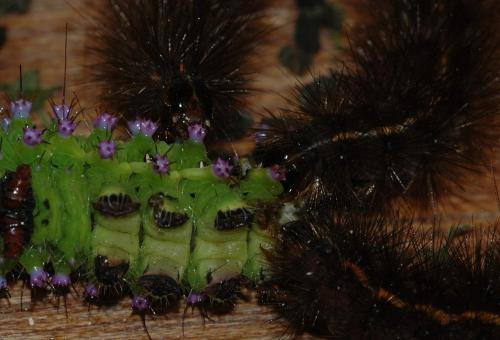 Spilosoma lubricipeda