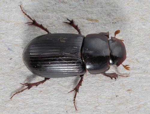 Acrossus rufipes
