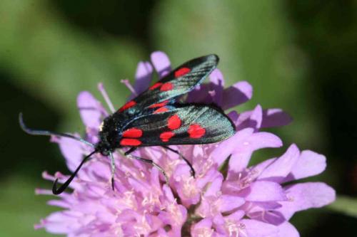 Zygaena sp.