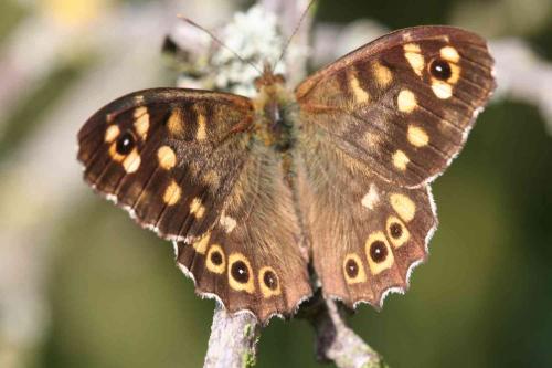 Pararge aegeria