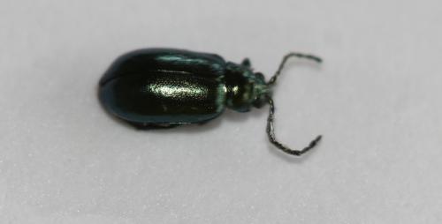 Altica sp.
