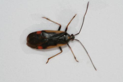 Réf. 21 961 : Adelphocoris seticornis