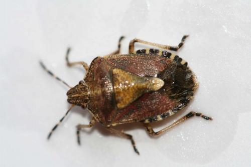 Réf. 21 960 : Dolycoris baccarum