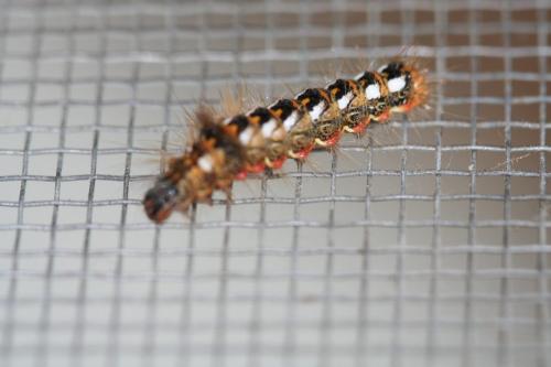 Acronicta rumicis