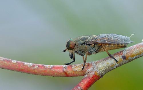 Réf. 21 032 : Hybomitra sp.