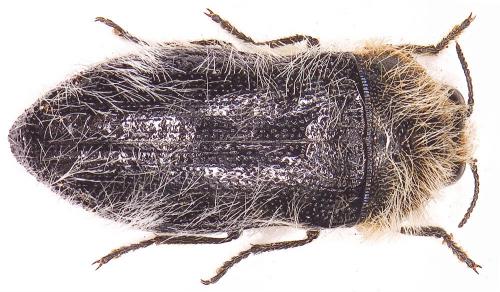 Réf. 21 794 : Acmaeoderella perroti perroti