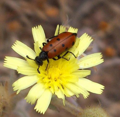 Réf. 21 238 : Hycleus duodecimpunctatus