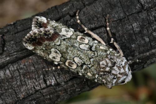 Actebia praecox