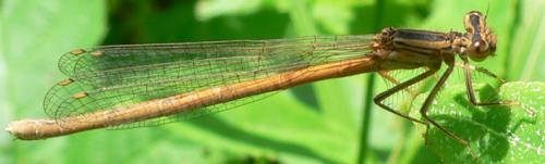 Réf. 21 608 : Platycnemis acutipennis